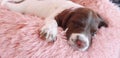 Sleeping puppy dog on pink bed Royalty Free Stock Photo