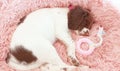 Sleeping puppy dog on pink bed Royalty Free Stock Photo