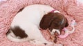 Sleeping puppy dog on pink bed Royalty Free Stock Photo