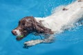 Spaniel dog swimming in blue water Royalty Free Stock Photo