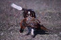 liver and white working type english springer spaniel pet gundog carrying a pheasant