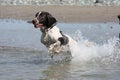 A liver and white working type english springer spaniel pet gundog Royalty Free Stock Photo