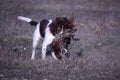 liver and white working type english springer spaniel pet gundog retrieving a pheasant