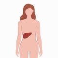 Liver on woman body silhouette vector medical illustration isolated on white background. Human inner organ placed in Royalty Free Stock Photo