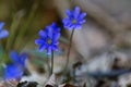 Liverleaf Hepatica blue spring flower Royalty Free Stock Photo