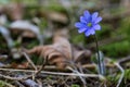 Liverleaf Hepatica blue spring flower Royalty Free Stock Photo