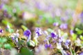 Liverleaf or Hepatica, early spring ultra violet flowers bloom o Royalty Free Stock Photo