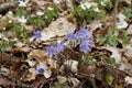 The The liverleaf Hepatica