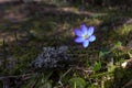 Liverleaf Hepatica nobilis with blue bloom in sunlight Royalty Free Stock Photo