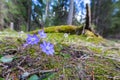 Liverleaf Hepatica nobilis with blue bloom in sunlight in mountain forest Royalty Free Stock Photo