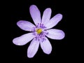 Liverleaf, hepatica nobilis, flower Royalty Free Stock Photo
