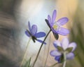 Liverleaf (Hepatica nobilis) macro photo