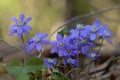 Liverleafs, Hepatica nobilis, forest in the background Royalty Free Stock Photo