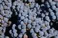 Livermore Grapes Royalty Free Stock Photo