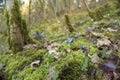 Liverwort or Anemone hepatica flowers on the hill in the spring forest