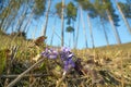 Liverwort or Anemone hepatica flowers on the hill in the spring forest