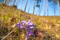 Liverwort or Anemone hepatica flowers on the hill in the spring forest