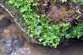The liverwort Conocephalum conicum on a stone Royalty Free Stock Photo