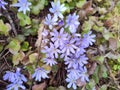 Liverwort flowers.Valley Gudbrandsdal