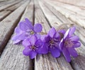 liverwort flowers on wooden table