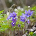 Liverwort (Hepatica nobilis) Royalty Free Stock Photo