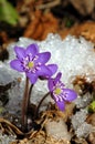 Liverwort, Hepatica nobilis Royalty Free Stock Photo