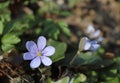 Liverwort ,Hepatica nobilis flowers on a forest floor on sunny afternoon. Spring blue flowers Hepatica nobilis in the forest. Blue Royalty Free Stock Photo