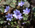 Liverwort ,Hepatica nobilis flowers on a forest floor on sunny afternoon. Spring blue flowers Hepatica nobilis in the forest. Blue Royalty Free Stock Photo