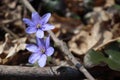 Liverwort ,Hepatica nobilis flowers on a forest floor on sunny afternoon. Spring blue flowers Hepatica nobilis in the forest. Blue Royalty Free Stock Photo