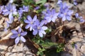 Liverwort ,Hepatica nobilis flowers on a forest floor on sunny afternoon. Spring blue flowers Hepatica nobilis in the forest. Blue Royalty Free Stock Photo