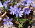 Liverwort ,Hepatica nobilis flowers on a forest floor on sunny afternoon. Spring blue flowers Hepatica nobilis in the Royalty Free Stock Photo