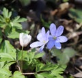 Liverwort ,Hepatica nobilis flowers on a forest floor on sunny afternoon. Spring blue flowers Hepatica nobilis in the Royalty Free Stock Photo