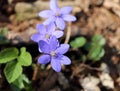 Liverwort ,Hepatica nobilis flowers on a forest floor on sunny afternoon. Spring blue flowers Hepatica nobilis in the Royalty Free Stock Photo