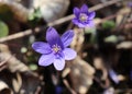 Liverwort ,Hepatica nobilis flowers on a forest floor on sunny afternoon. Spring blue flowers Hepatica nobilis in the Royalty Free Stock Photo