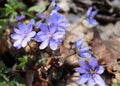 Liverwort ,Hepatica nobilis flowers on a forest floor on sunny afternoon. Spring blue flowers Hepatica nobilis in the Royalty Free Stock Photo
