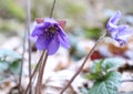 Liverwort ,Hepatica nobilis flowers on a forest floor on sunny afternoon. Spring blue flowers Hepatica nobilis in the forest. Blue Royalty Free Stock Photo