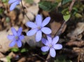 Liverwort ,Hepatica nobilis flowers on a forest floor on sunny afternoon. Spring blue flowers Hepatica nobilis in the Royalty Free Stock Photo