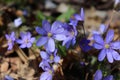 Liverwort ,Hepatica nobilis flowers on a forest floor on sunny afternoon. Spring blue flowers Hepatica nobilis in the Royalty Free Stock Photo
