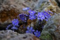 Liverwort hepatica nobilis with stones Royalty Free Stock Photo