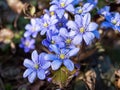 Liverwort liverwort in spring flowering period