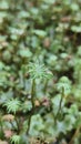 LIVERWORT SEXUAL REPRODUCTION - Archegoniophores which have Archegonia that contain eggs, Marchantia polymorpha Royalty Free Stock Photo