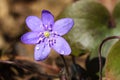 Liverwort wild flower, Hepatica triloba and water drops