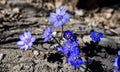 Liverworts Anemone Hepatica close up shot on dark soil