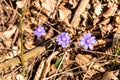 Anemone hepatica in the forest in early spring Poland