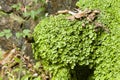 Liverworts growing on a water fountain.