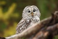 Strix uralensis. It also occurs in the Czech Republic. Rare owl. Autumn colors in the photo. Beautiful photo. Royalty Free Stock Photo