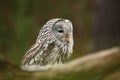 Strix uralensis. It also occurs in the Czech Republic. Rare owl. Autumn colors in the photo. Beautiful photo. Royalty Free Stock Photo