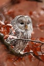 Strix uralensis. It also occurs in the Czech Republic. Rare owl. Autumn colors in the photo. Beautiful photo. Royalty Free Stock Photo