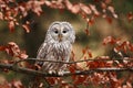 Strix uralensis. It also occurs in the Czech Republic. Rare owl. Autumn colors in the photo. Beautiful photo. Royalty Free Stock Photo