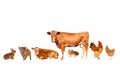 Livestock;